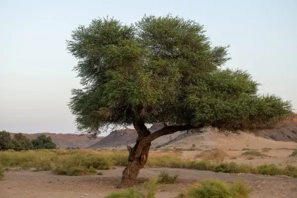 السعودية تسعى لبيئة مستدامة