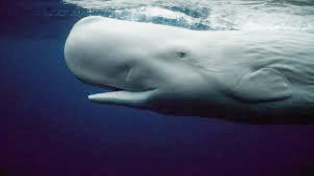 وزارة الزراعة تحدد غرامات للحفاظ على البيئة البحرية والساحلية