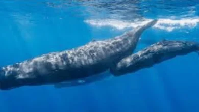 وزارة الزراعة تحدد غرامات للحفاظ على البيئة البحرية والساحلية