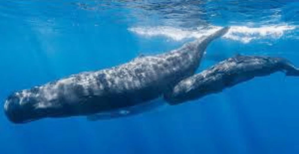 وزارة الزراعة تحدد غرامات للحفاظ على البيئة البحرية والساحلية