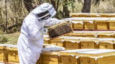 «العسل السعودي».. ثروة وطنية تتجاوز المذاق إلى التنمية المستدامة