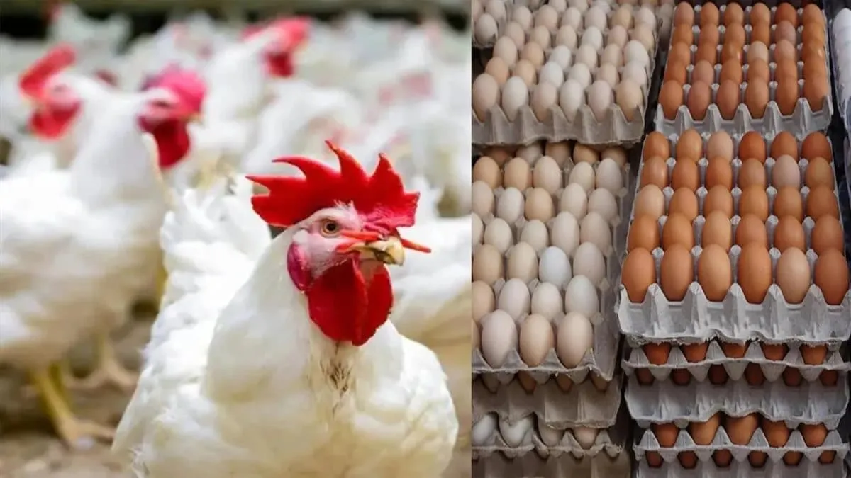 بورصة الدواجن اليوم