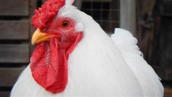 بورصة الدواجن اليوم