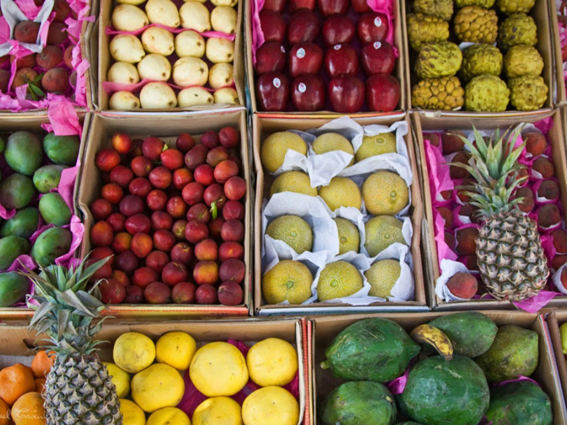 اسعار الفاكهة في سوق العبور