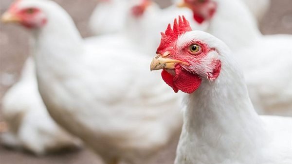 أسعار الدواجن اليوم في مصر السبت 13 ديسمبر 2025