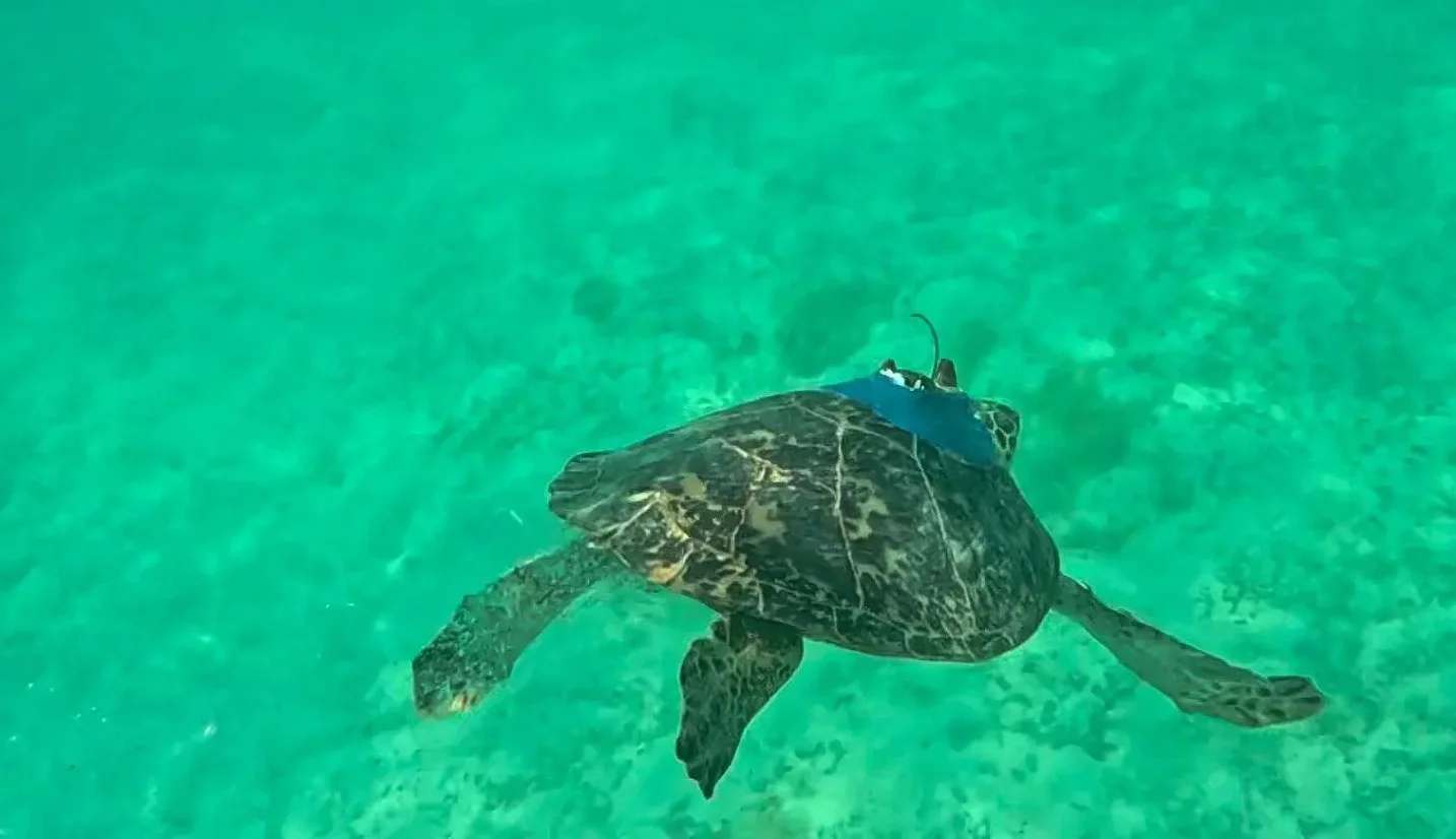 محمية الأمير محمد بن سلمان الملكية تطلق برنامج التتبع المباشر لحركة السلاحف