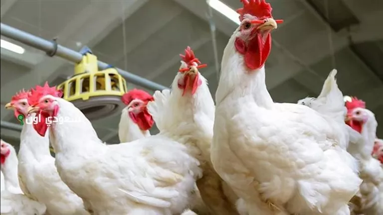 استقرار أسعار الدواجن اليوم الجمعة 12-12-2025 رغم تحركات السوق الأخيرة