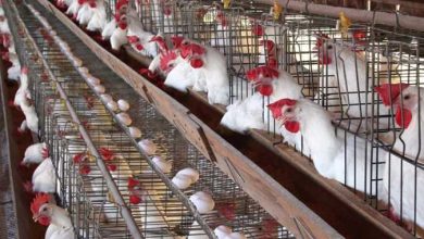 استقرار أسعار الدواجن والبيض في الأسواق المصرية اليوم السبت