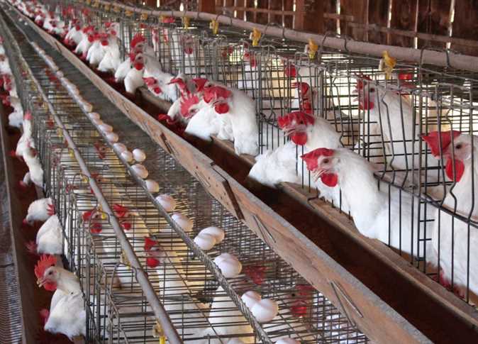استقرار أسعار الدواجن والبيض في الأسواق المصرية اليوم السبت