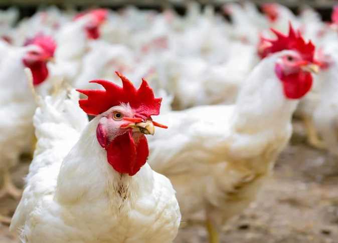 تراجع أسعار الفراخ اليوم الجمعة 26 ديسمبر 2025 في الأسواق المصرية