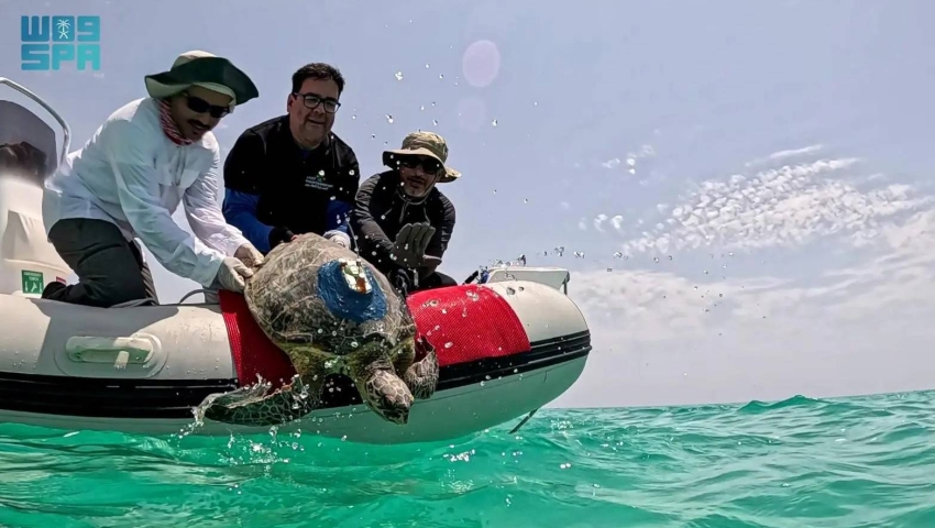 برنامج التتبع المباشر لحركة السلاحف