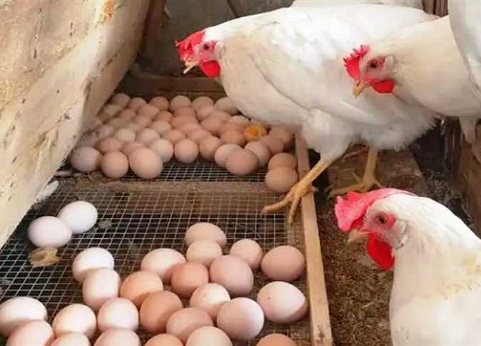 أسعار الدواجن اليوم الجمعة 2 يناير 2026.. ارتفاع 10 جنيهات مع بداية العام