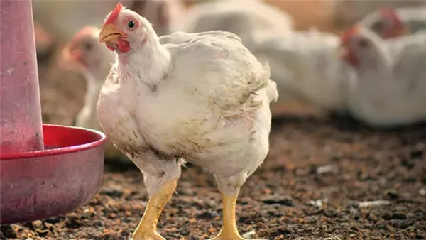 أسعار الدواجن اليوم في مصر السبت 13 ديسمبر 2025