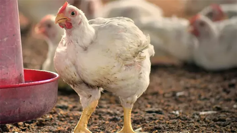 استقرار واضح في أسعار الدواجن والبيض