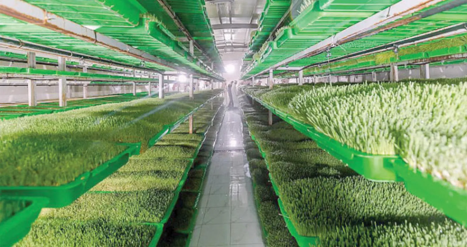 فائض غذائي سعودي لأول مرة يتجاوز الاستهلاك المحلي