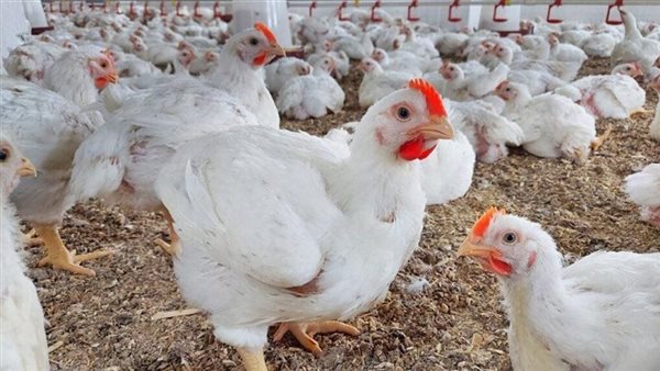 أزمة «الدواجن السردة» تتصاعد.. والزراعة تحسم الجدل حول صلاحيتها للاستهلاك