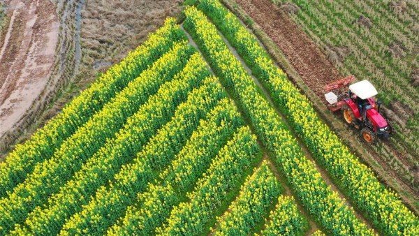 ارتفاع قياسي لصافي الدخل الزراعي في مصر خلال 2023-2024