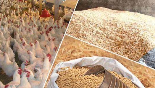 اكتفاء ذاتي من الدواجن في الأسواق المصرية يلبي احتياجات المستهلكين