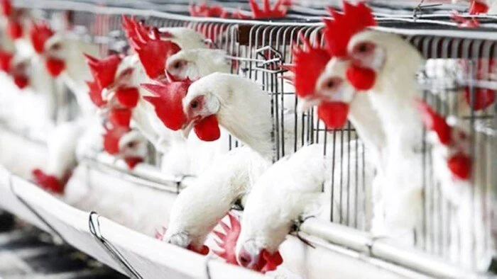 استقرار أسعار الدواجن اليوم الأحد 7 ديسمبر 2025 في الأسواق