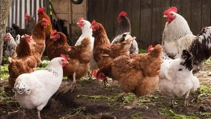 أسعار الدواجن اليوم الاثنين 15 ديسمبر 2025