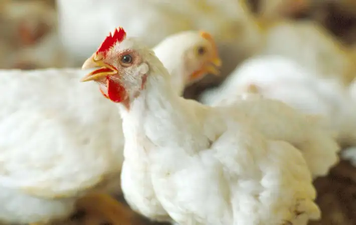 استقرار أسعار الدواجن والبيض اليوم الجمعة 5 ديسمبر 2025 في الأسواق المحلية