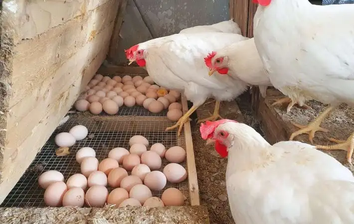استقرار أسعار الدواجن والبيض في الأسواق المصرية اليوم السبت