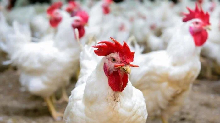 أسعار الدواجن والبيض