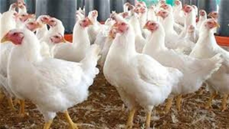أسعار الدواجن اليوم السبت 3 يناير 2026.. استقرار الفراخ البيضاء والبلدي والساسو في الأسواق