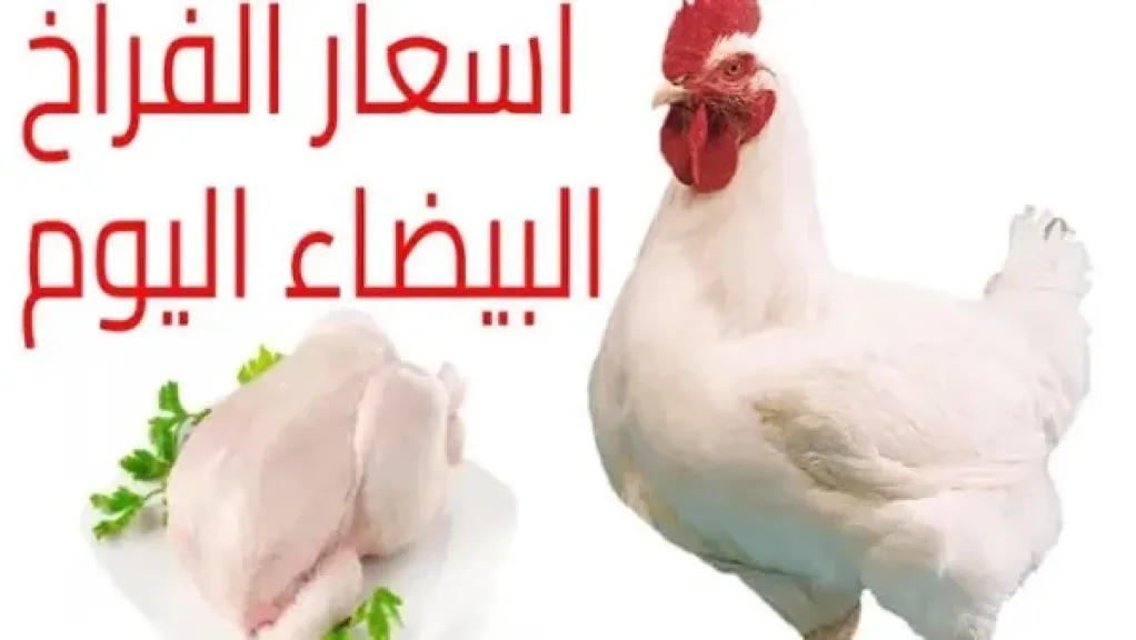 أسعار الفراخ البيضاء اليوم السبت