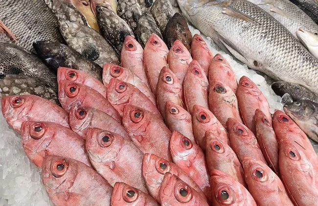 اسعار الأسماك اليوم السبت