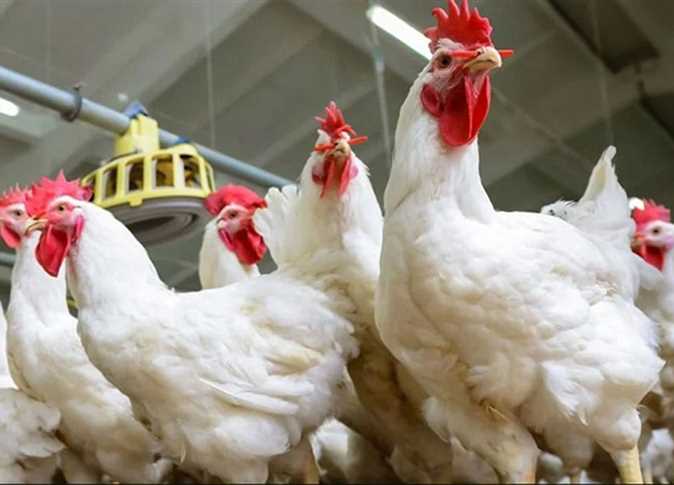 أسعار الدواجن والأسماك