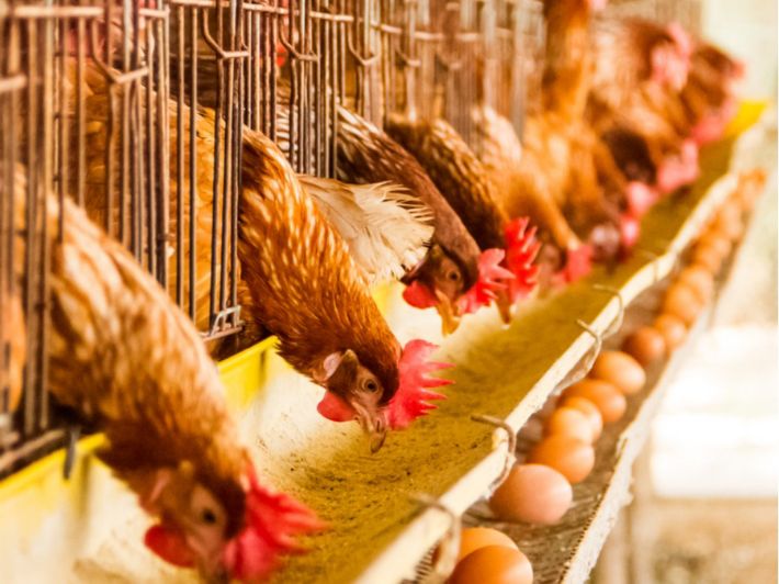 استقرار أسعار الدواجن اليوم السبت 27 ديسمبر 2025 في الأسواق المحلية