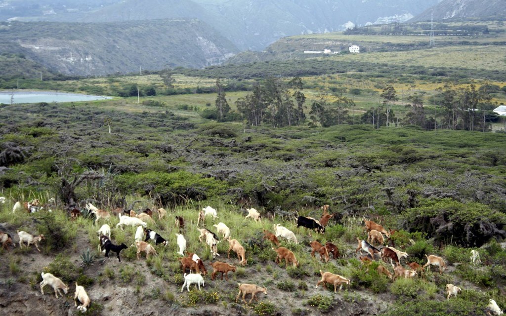 محمية الإمام عبد العزيز بن محمد الملكية