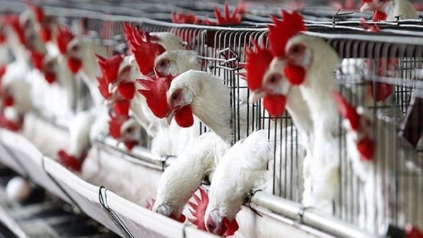 أسعار الدواجن اليوم الخميس.. ثبات في الأسواق وطمأنة رسمية قبل رمضان