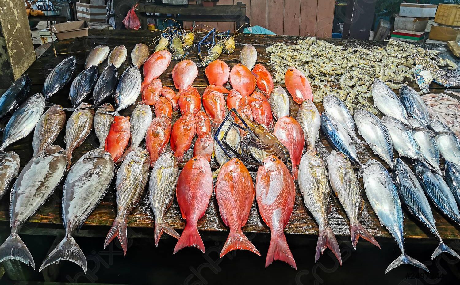 سعر السمك اليوم الأحد 4 يناير 2026.. استقرار وتباين في أسعار الأسماك والمأكولات البحرية